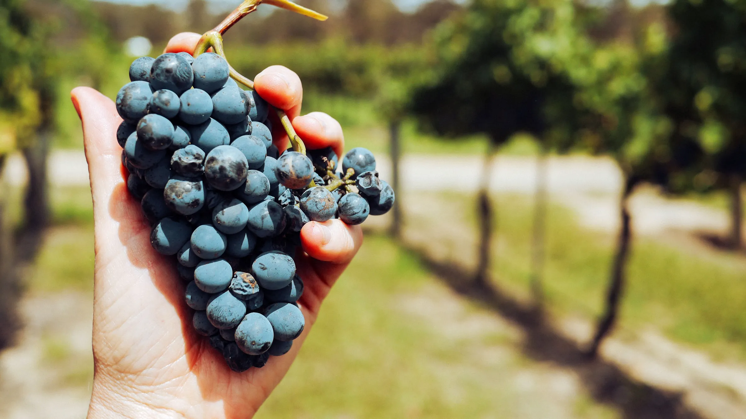 A hand holding a bunch of dark grapes above rows of vines